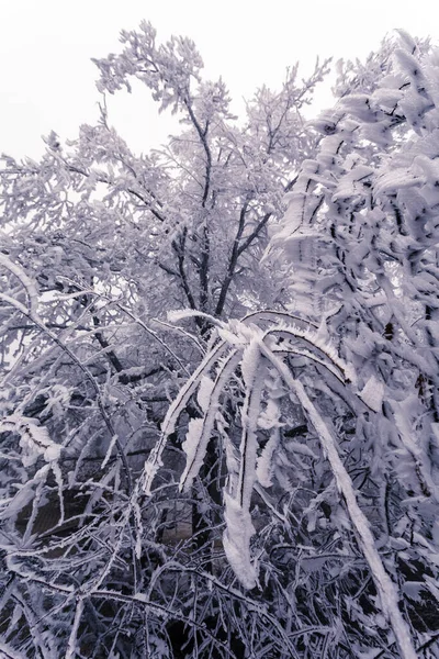 Albero Invernale Hoarfrost Inverno Nevoso Paesaggio Bianco — Foto Stock