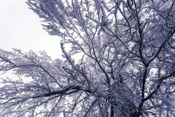 Árvore Inverno Hoarfrost Inverno Neve Paisagem Branca — Fotografia de Stock