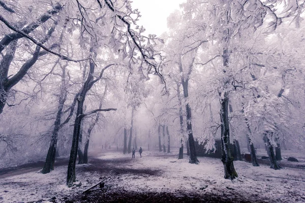 Дерева Снігопаді Зимовий Білий Пейзаж — стокове фото