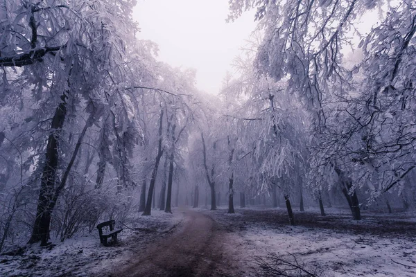 Дерева Снігопаді Зимовий Білий Пейзаж — стокове фото