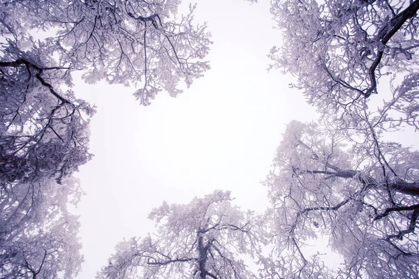 Winterboom Vorst Winter Besneeuwd Wit Landschap — Stockfoto