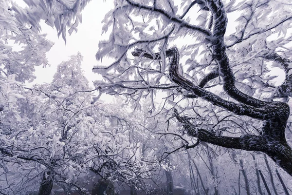 Зимове Дерево Калюжі Зимовий Сніговий Білий Пейзаж — стокове фото