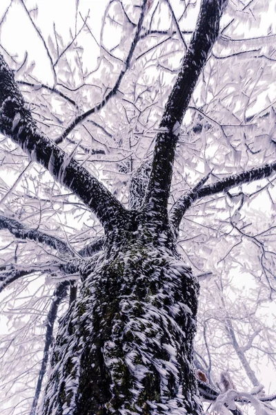 寒霜中的冬树 雪白的冬季风景 — 图库照片