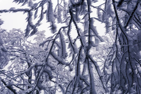 Albero Invernale Hoarfrost Inverno Nevoso Paesaggio Bianco — Foto Stock