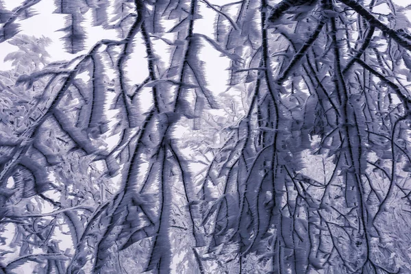 Kış ağacı kırağı, kışın beyaz manzarası.