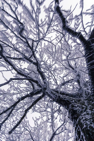 Χειμωνιάτικο Δέντρο Στον Παγετό Χειμερινό Χιονισμένο Λευκό Τοπίο — Φωτογραφία Αρχείου