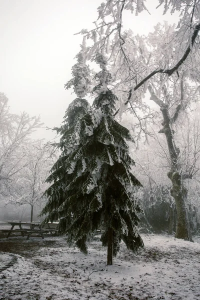 Árboles Las Heladas Invierno Nevado Paisaje Blanco — Foto de Stock