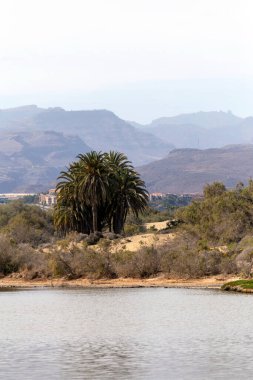 Ön planda gölcükler, arka planda bitki örtüsü ve dağlar, Maspalomalar, Güney Gran Kanaryası, İspanya