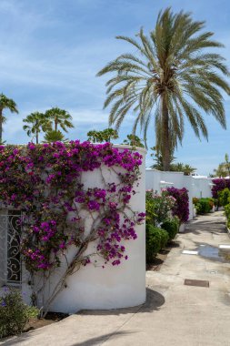 Maspaloma 'da bir avluda çiçekler, Büyük Kanarya, İspanya.