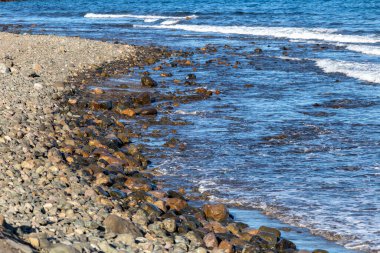 Maspaloma 'daki Rocky Sahili, Büyük Kanarya.
