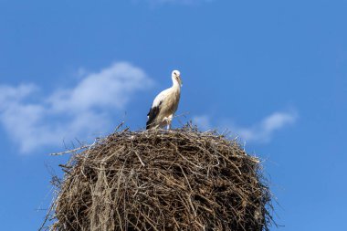 Macaristan 'da sıcak bir yaz gününde yuvada duran beyaz leylekler.