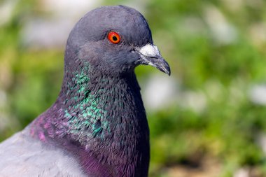 Almanya, Münih 'teki Schloss Nymphenburg gölünde güvercin.