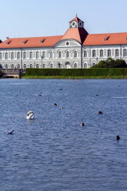 Münih, Almanya 'da Schloss Nymphenburg gölünde beyaz kuğu.