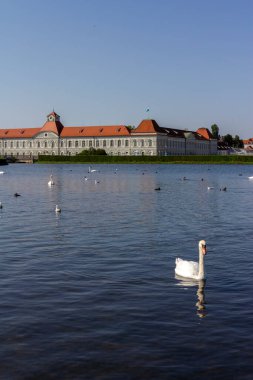 Münih, Almanya 'da Schloss Nymphenburg gölünde beyaz kuğu.