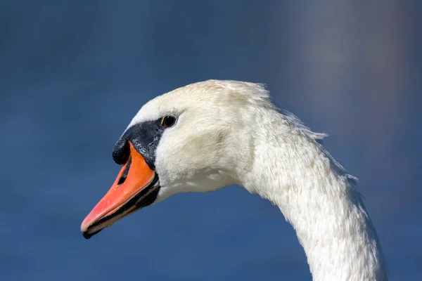 Cisne Branco Lago Schloss Nymphenburg Munique Alemanha — Fotografia de Stock