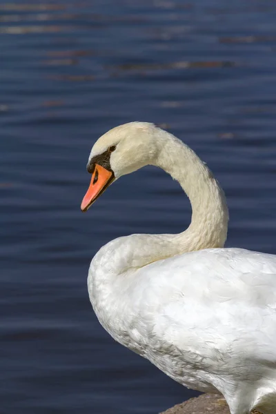 Cisne Branco Lago Schloss Nymphenburg Munique Alemanha — Fotografia de Stock