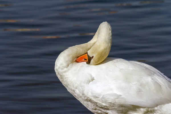 Łabędź Biały Jeziorze Schloss Nymphenburg Monachium Niemcy — Zdjęcie stockowe