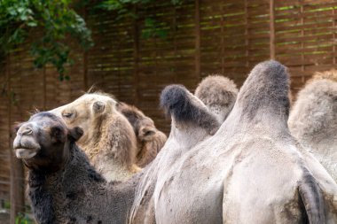 Bactrian develeri (Camelus bactrianus), Macaristan, Nyiregyhaza 'daki Sosto Hayvanat Bahçesi' nde bulunan Moğol devesi olarak da bilinir..