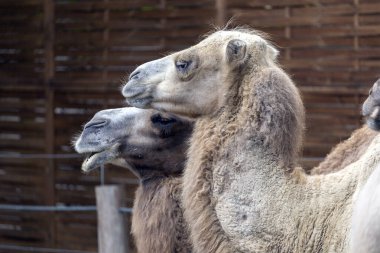 Bactrian develeri (Camelus bactrianus), Macaristan, Nyiregyhaza 'daki Sosto Hayvanat Bahçesi' nde bulunan Moğol devesi olarak da bilinir..