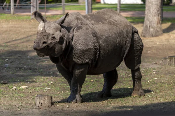 Rinoceronte Blanco Del Sur Ceratotherium Simum Simum Zoológico Sosto Nyiregyhaza — Foto de Stock