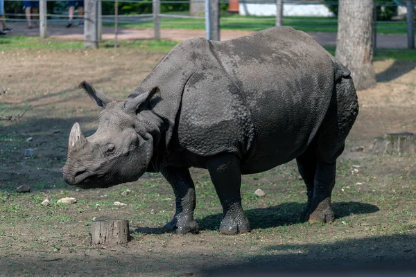 Rinoceronte Blanco Del Sur Ceratotherium Simum Simum Zoológico Sosto Nyiregyhaza — Foto de Stock