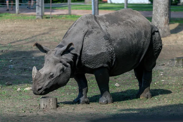 Южный Белый Носорог Ceratotherium Simum Simum Зоопарке Состо Ньиредьхазе Венгрия — стоковое фото