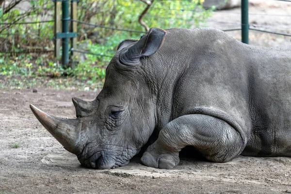 Южный Белый Носорог Ceratotherium Simum Simum Зоопарке Состо Ньиредьхазе Венгрия — стоковое фото