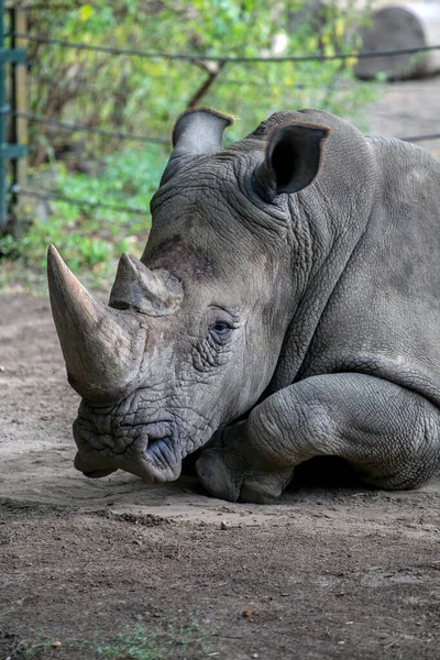 Южный Белый Носорог Ceratotherium Simum Simum Зоопарке Состо Ньиредьхазе Венгрия — стоковое фото