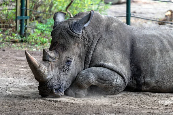 Южный Белый Носорог Ceratotherium Simum Simum Зоопарке Состо Ньиредьхазе Венгрия — стоковое фото