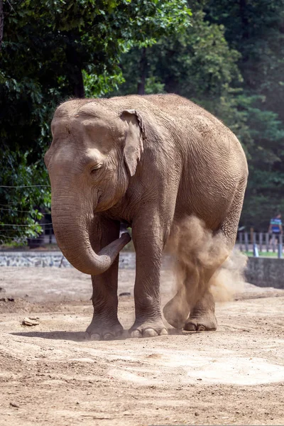 Азиатский Слон Elephas Maximus Известный Азиатский Слон Зоопарке Состо Ньиредьхазе — стоковое фото