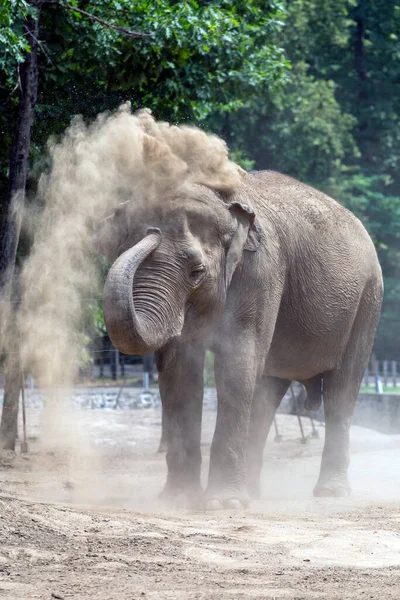 Elefante Asiático Elephas Maximus También Conocido Como Elefante Asiático Zoológico — Foto de Stock