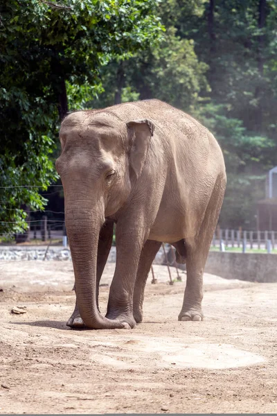 Азиатский Слон Elephas Maximus Известный Азиатский Слон Зоопарке Состо Ньиредьхазе — стоковое фото