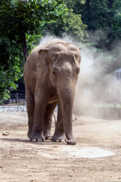 Elefante Asiático Elephas Maximus También Conocido Como Elefante Asiático Zoológico — Foto de Stock