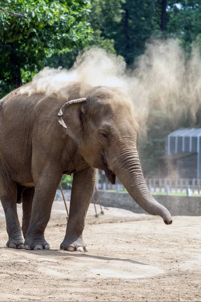 Elefante Asiático Elephas Maximus También Conocido Como Elefante Asiático Zoológico — Foto de Stock