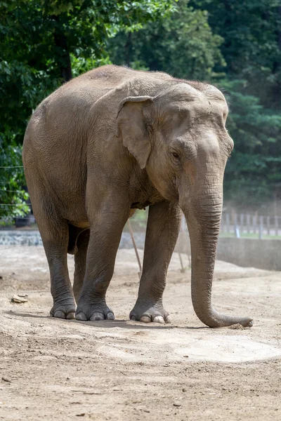 Elefante Asiático Elephas Maximus También Conocido Como Elefante Asiático Zoológico — Foto de Stock