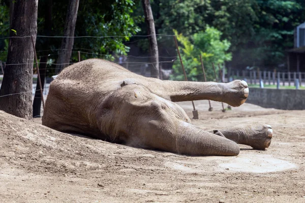 Elefante Asiático Elephas Maximus También Conocido Como Elefante Asiático Zoológico — Foto de Stock