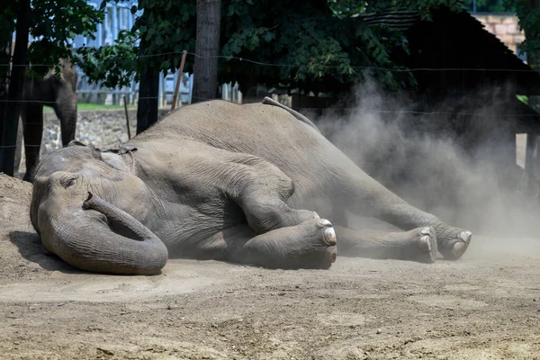 Elefante Asiático Elephas Maximus También Conocido Como Elefante Asiático Zoológico — Foto de Stock