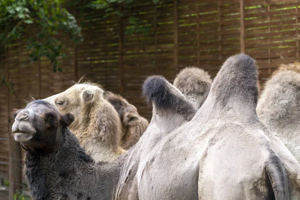 Camelos Bactrianos Camelus Bactrianus Também Conhecidos Como Camelo Mongol Zoológico — Fotografia de Stock