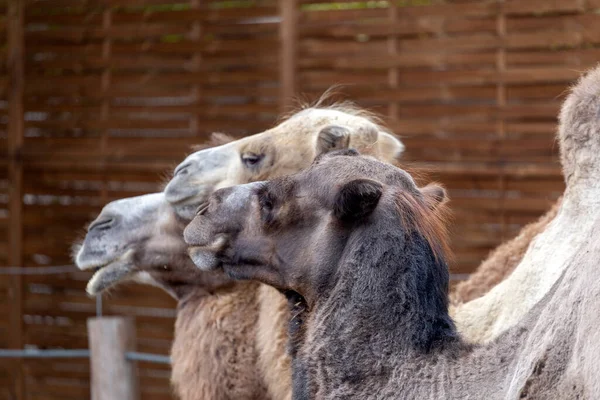 Camelos Bactrianos Camelus Bactrianus Também Conhecidos Como Camelo Mongol Zoológico — Fotografia de Stock