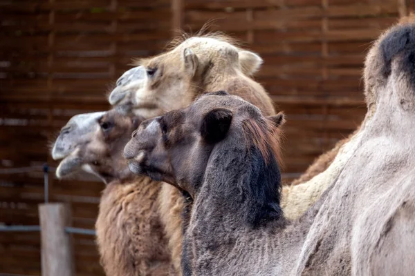 Camelos Bactrianos Camelus Bactrianus Também Conhecidos Como Camelo Mongol Zoológico — Fotografia de Stock
