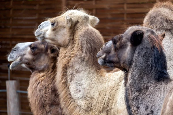 Camelos Bactrianos Camelus Bactrianus Também Conhecidos Como Camelo Mongol Zoológico — Fotografia de Stock