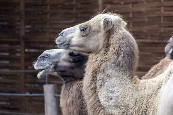 Bactrian develeri (Camelus bactrianus), Macaristan, Nyiregyhaza 'daki Sosto Hayvanat Bahçesi' nde bulunan Moğol devesi olarak da bilinir..