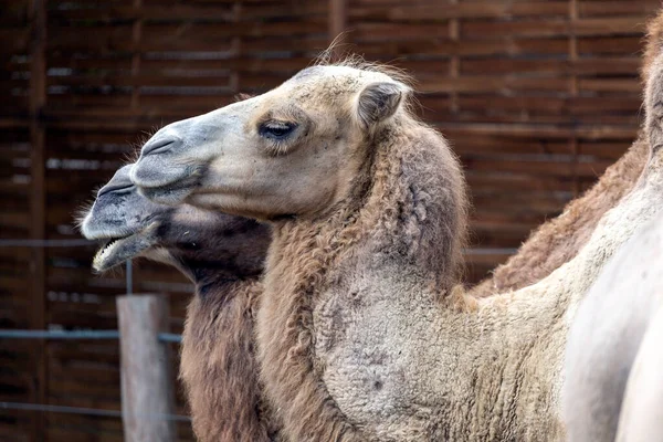 Camelos Bactrianos Camelus Bactrianus Também Conhecidos Como Camelo Mongol Zoológico — Fotografia de Stock