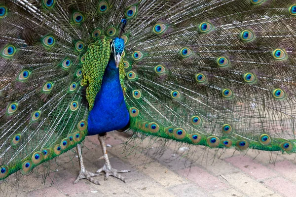 Indian Peafowl Pavo Cristatus Sosto Zoo Nyiregyhaza Hungary — Stock Photo, Image