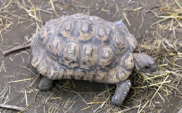Schildkröte Sosto Zoo Nyiregyhaza Ungarn — Stockfoto