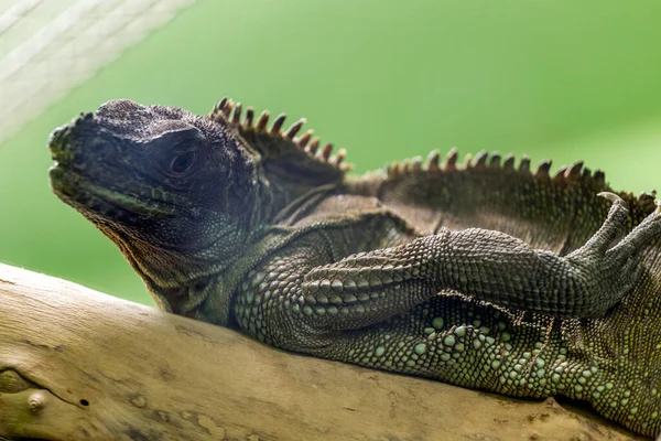 Ctenosaura Similis Commonly Known Black Spiny Tailed Iguana Black Iguana — Stock Photo, Image