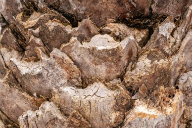 Roma, İtalya 'da bir palmiye kabuğu.