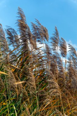 Barışçıl bir açık hava ortamında, uzun kamış rüzgarda zarif bir şekilde süzülür parlak mavi bir gökyüzünün altında, yemyeşil bir manzarayla çevrili. Sahne hareketli ve rahatlatıcı..