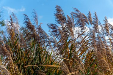 Uzun kamış parlak mavi bir gökyüzüne karşı belirgin bir şekilde duruyor. Altın-kahverengi sapları yumuşak esintide hafifçe sallanır, manzarada sakin ve doğal bir atmosfer yaratır..