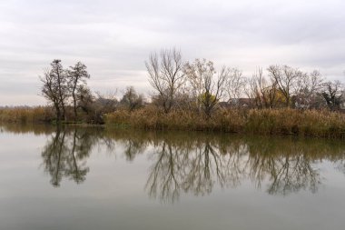 Sakin sular, nehir kıyısındaki çıplak ağaçları ve uzun kamışları yansıtır. Sahne sonbaharda yumuşak ışık ve soluk renklerle doğanın güzelliğini yakalar..